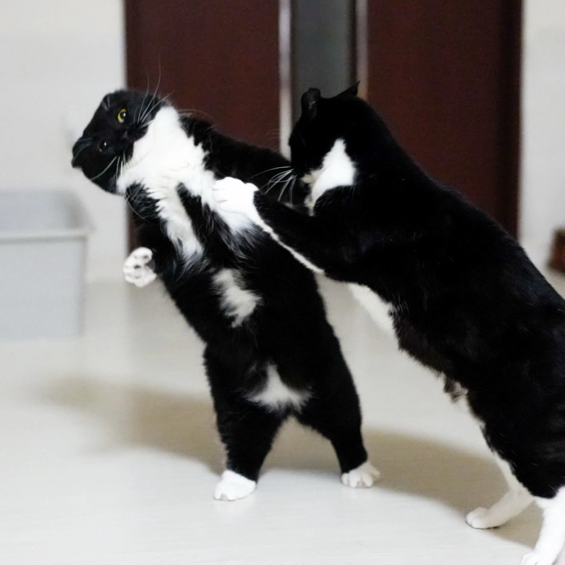 Two tuxedo cats play-fighting, one dramatically dodging the other’s paw