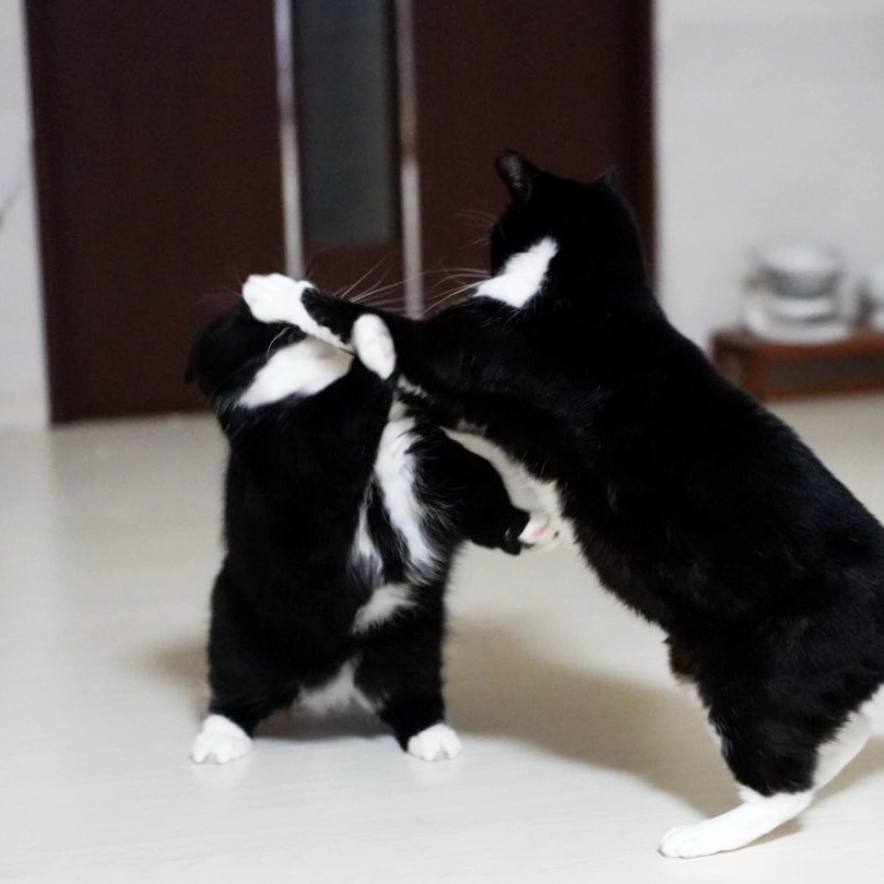 Two tuxedo cats play-fighting, one pushing the other down with a paw